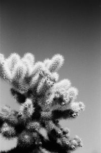 Cholla Cactus